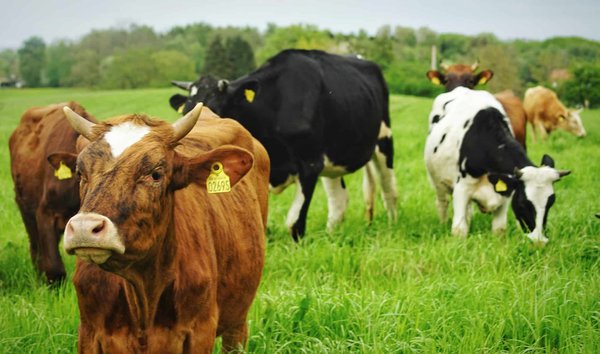 Écrans incurvés vs plats : match des écrans gaming